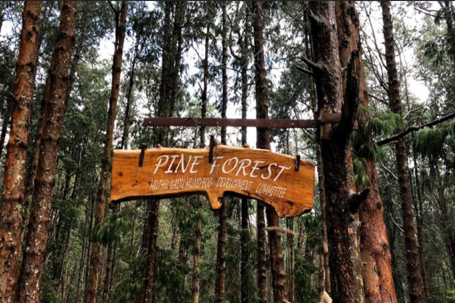 Luxury Glamping in Kodaikanal